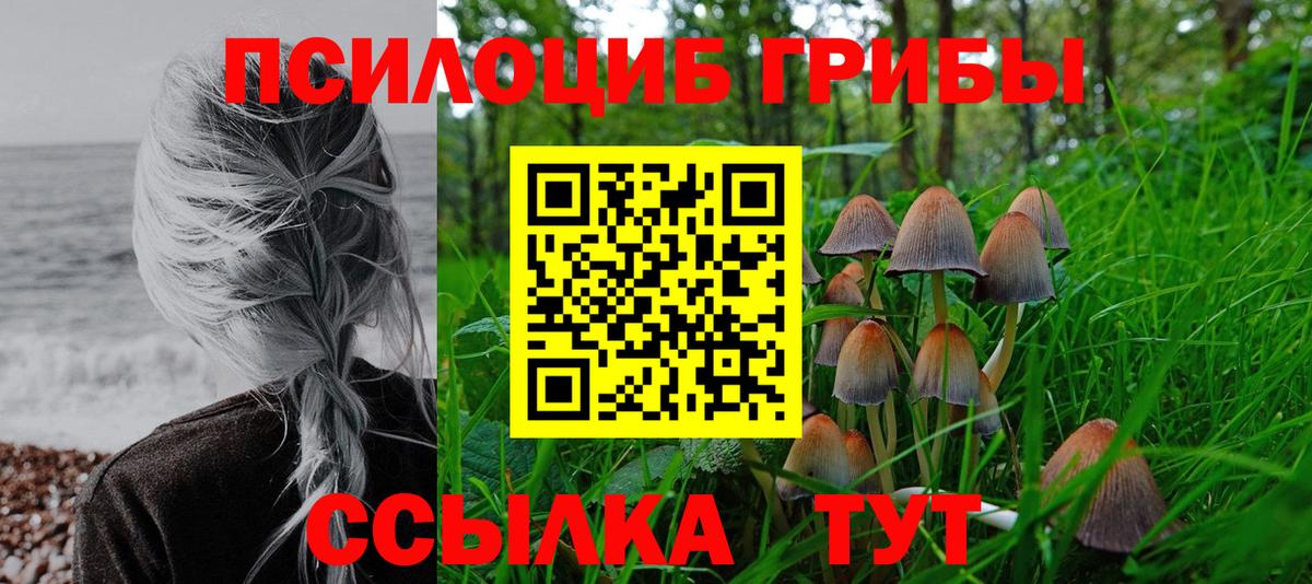 Галлюциногенные грибы Psilocybe Калининград